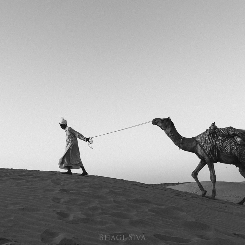 jaisalmer, jaisalmer camel, jaisalmer sunset, sam dunes, sam dunes rajasthan, thar desert india, thar desert safari, camel ride in thar desert, thar desert camel riding, desert sand dunes, sam sand dunes, rajasthan tourism